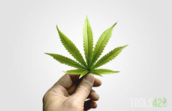 People Using weed