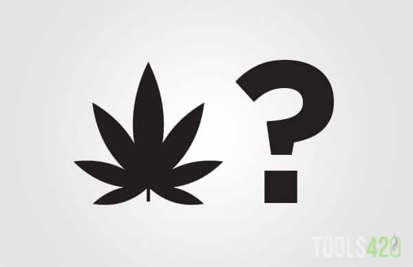 Cannabis consumption relation to business